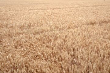 Close-up shot of golden wheat field