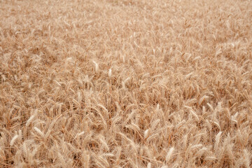 Golden ears of wheat in the harvest season