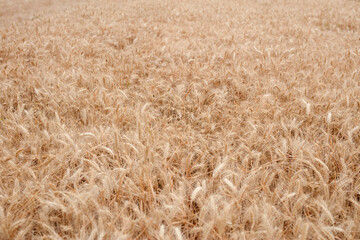 Golden ears of wheat in the harvest season