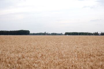 Large area of ​​ripe wheat in the plains