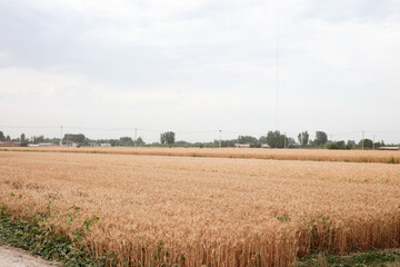 Large area of ​​ripe wheat in the plains