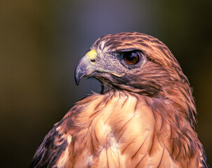 red-tailed hawk