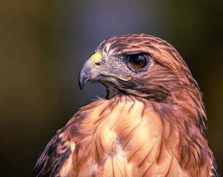 red-tailed hawk