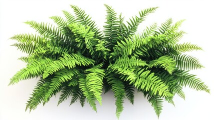 Fern Plant against White Background
