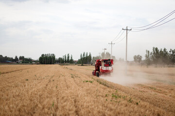 Fototapeta premium Harvester working in a ripe wheat field