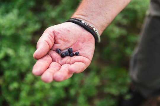 Hand Holding Fresh Berries Gathered from the Forest
