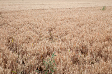 Fototapeta premium Golden wheat ripening in farmland