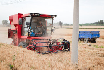 The harvester is busy harvesting the ripe wheat