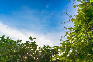 朝日が登る青空
