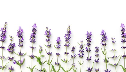 Naklejka premium Lavender flowers isolated on white background. Top view.