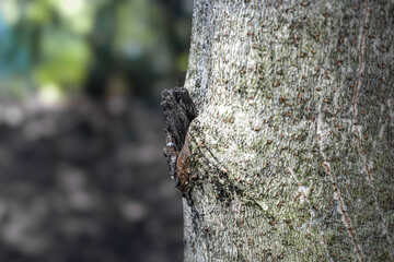 Obraz premium close up of a tree trunk standing in a forest area