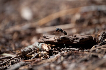 black ant on the ground
