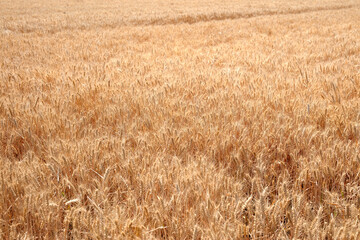 Golden wheat with full grains