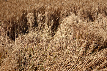 Ripe wheat falls in the farmland