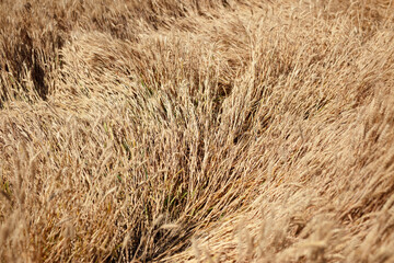 Ripe wheat falls in the farmland