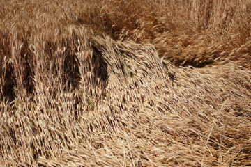 Ripe wheat falls in the farmland