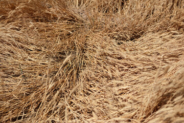 Ripe wheat falls in the farmland
