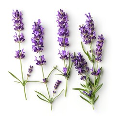 Fototapeta premium Lavender flowers isolated on white background. Top view.