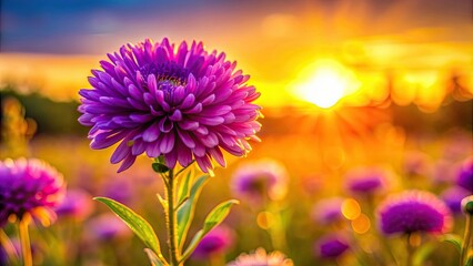 Fototapeta premium Close up of vibrant purple flower against a golden sunset background, purple, flower, sunset, close up, nature, beauty, vibrant