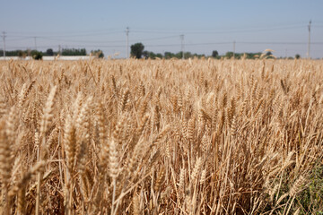 The golden wheat fields are all ripe