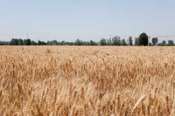 The golden wheat fields are all ripe