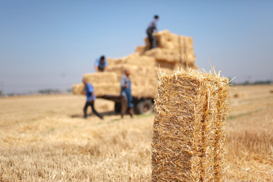 Transporting baled wheat straw in the farmland
