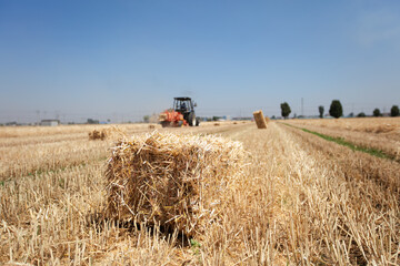 Wheat straw is mechanically baled into bales in a wheat field after harvest