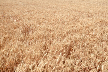 Large areas of ripe wheat in golden color