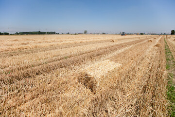 Baling of wheat straw left in the wheat field after harvest