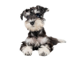 Miniature schnauzer puppy lies with paws outstretched isolated