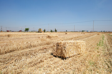 Baling of wheat straw left in the wheat field after harvest