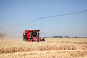 Busy harvesters harvesting wheat