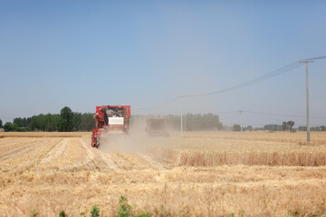 Obraz premium Busy harvesters harvesting wheat