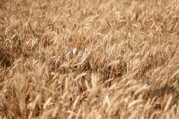 The golden wheat is ripe
