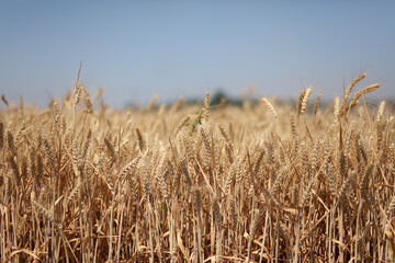 The golden wheat is ripe
