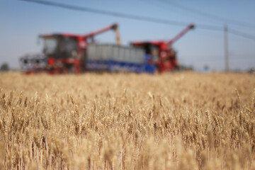Fototapeta premium The busyness of harvesting wheat fields