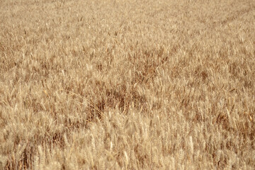 Large area of ​​wheat with full grains, ripening