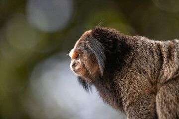 lion tamarin family on the tree