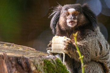 lion tamarin family on the tree