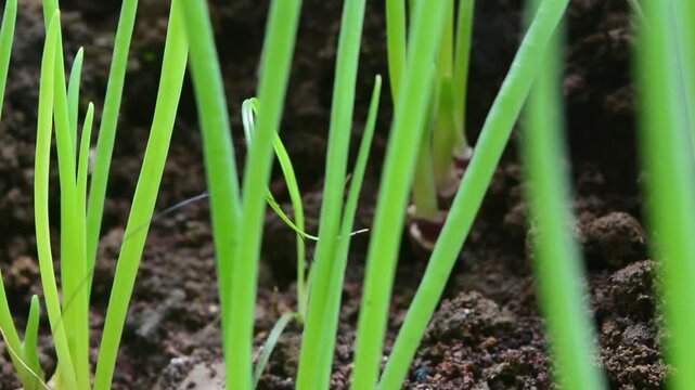 Photo of the shallot plant Allium cepa which was planted using soil and compost as a planting medium