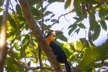 A different kind of brazilian toucan