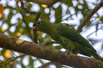 Green parrot free on the wild