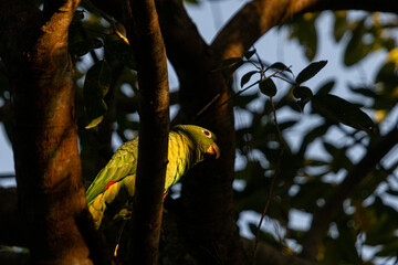 Green parrot free on the wild