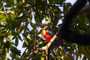 A different kind of brazilian toucan