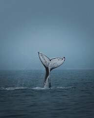 A humpback whale in Brazil