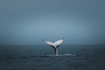 A humpback whale in Brazil