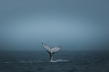 A humpback whale in Brazil