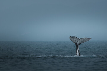 A humpback whale in Brazil