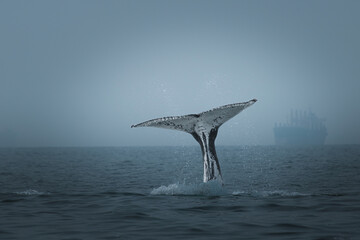 A humpback whale in Brazil