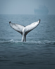 A humpback whale in Brazil